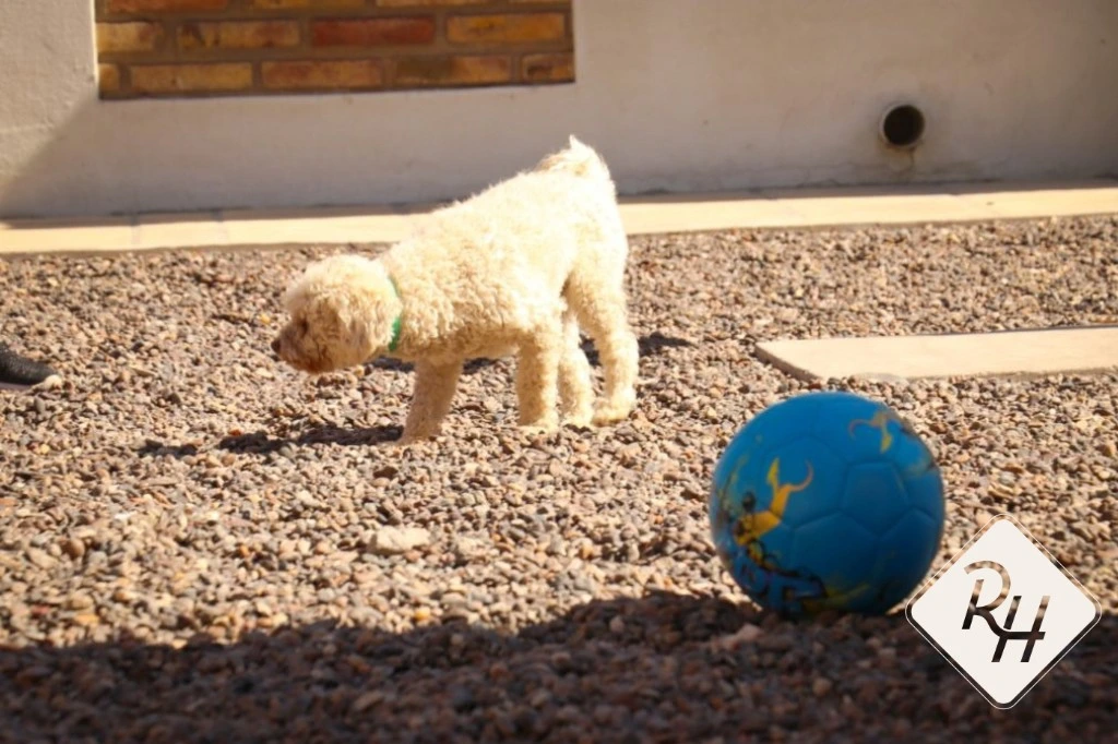 Rio Hotel - Pet Friendly 2
